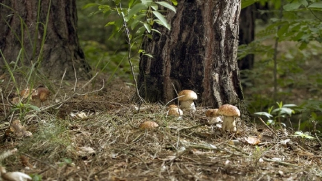 Подберезовики, грузди, белые. Куда пойти за грибами во Владимирской области 