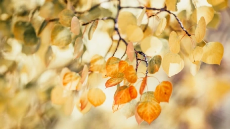 Жителям Владимирской области рассказали, когда закончится золотая осень 