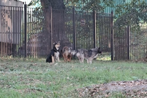 Стая собак у психбольницы во Владимире держит в страхе прохожих