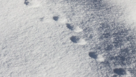 Прогноз погоды во Владимире и области на 26 января