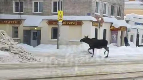 На улицах Коврова заметили живого лося