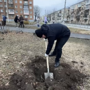 Во владимирском сквере на Усти-на-Лабе высадили каштан взамен спиленных деревьев