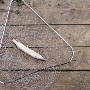 Двоих жителей Мурома оштрафовали на 500 тыс. рублей за браконьерство