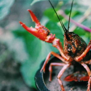 Во Владимирской области запретили ловлю раков