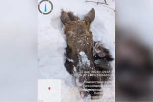 В Вязниковском районе браконьеры застрелили лося в заказнике