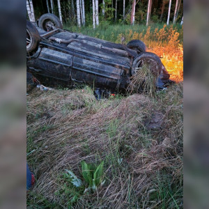 Очевидцы: под Владимиром легковушка сбила лося и вылетела в кювет