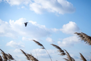 Во Владимирской области на выходных пройдет сильный ветер