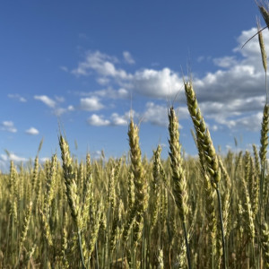 Прогноз погоды во Владимирской области на 20 августа 2025 года