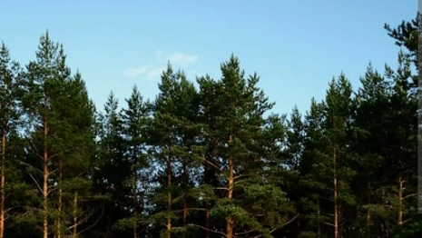 Во Владимирской области пропавшего 45-летнего мужчину нашли мертвым