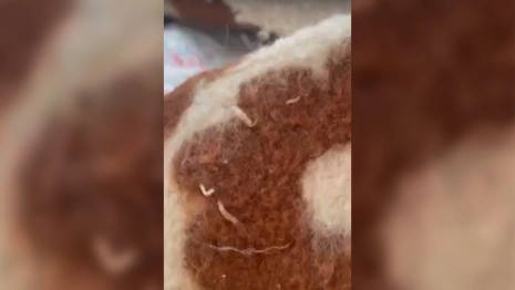 Владимирские власти назвали фейком сообщение об одеяле с опарышами для ребенка в ЦРБ