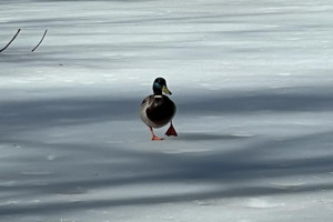 Синоптики пообещали морозы в начале марта во Владимирской области