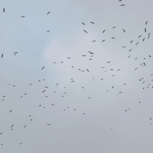 Появился неутешительный прогноз на первые выходные декабря во Владимире