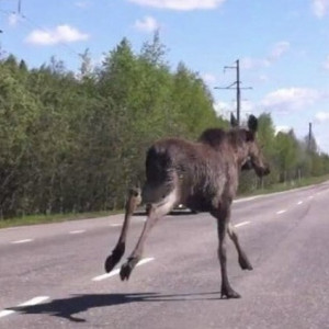 Во Владимирской области за последние годы произошло 412 ДТП с дикими животными