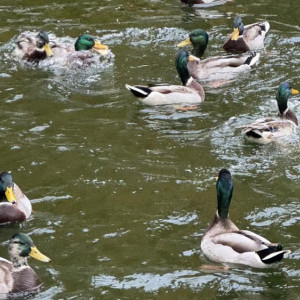 Жителей Владимирской области призвали отказаться от кормления уток на водоемах