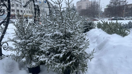 Во Владимире заработали 5 елочных базаров