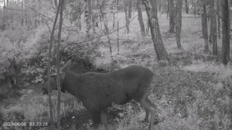 В лесу Владимирской области заметили двух лосей