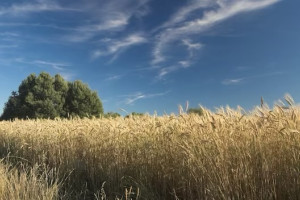 Владимирская область может остаться без деревни Бухолово