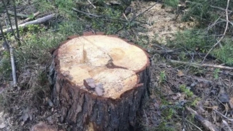 Вырубка елей в Ковровском районе привела к уголовному делу