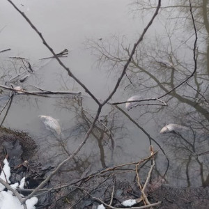 Причиной массовой гибели рыбы в Добросельском пруду во Владимире стал ремонт канализации