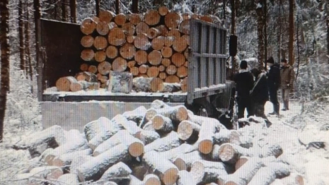 В Кольчугино мужчина вырубил березы и ели на 2 млн рублей