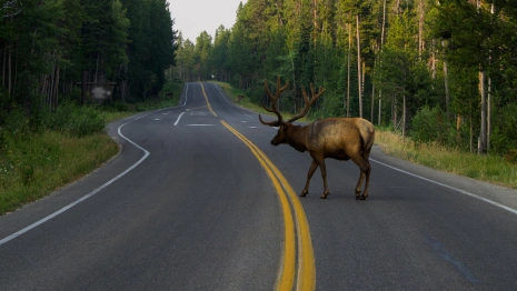 Во Владимирской области на платнике М-12 построят переходы для животных