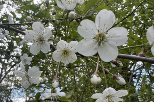 Прогноз погоды во Владимирской области на 2 июня