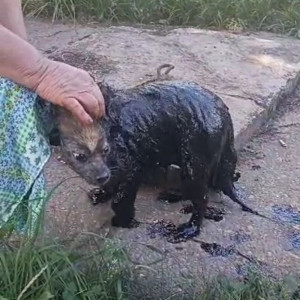 Во Владимирской области собака провалилась в яму с мазутом