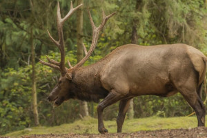 На владимирских трассах появятся желтые щиты с предупреждениями о лосях