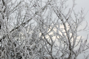 Во Владимире решили вырубить деревья в парке у ДТЮ