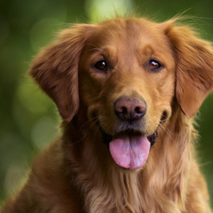 Владимирская прокуратура отказалась вмешиваться в дело с приютом «Валента»