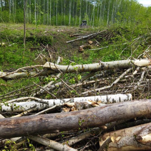 В Гороховецком районе после вырубки деревьев в лесу оставили сухие ветки