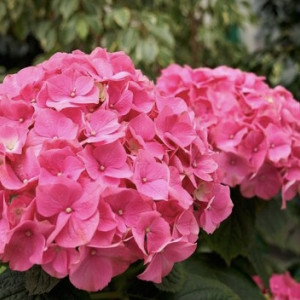 Власти Александрова собрались потратить 550 тыс. рублей на высадку цветов зимой