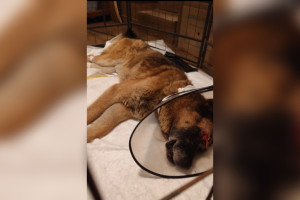 В Киржаче живодеры расстреляли собаку и выбросили на обочину