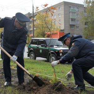 Во Владимире высадили 20 саженцев черешчатого дуба
