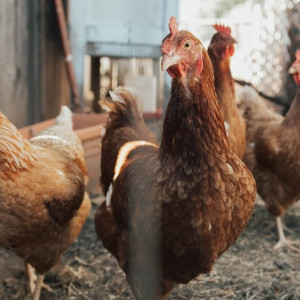 В соседнем с Владимирской областью регионе выявили птичий грипп