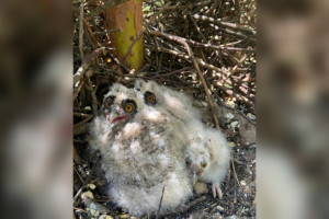 В Ковровском районе сняли птенцов ушастой совы