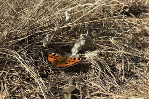 Прогноз погоды во Владимирской области на 18 марта 2025 года