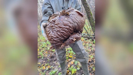 Во Владимирской области нашли огромный гриб-головач