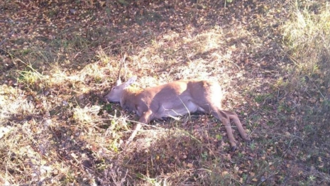 Во Владимирской области произошло 60 ДТП с дикими животными