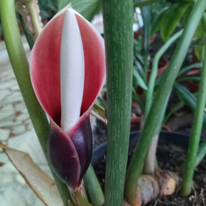 В Зимнем саду ДТЮ во Владимире зацвело экзотическое растение