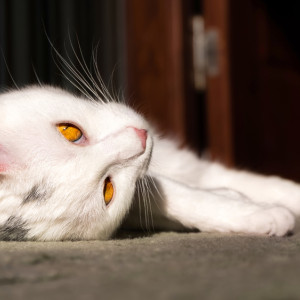 В деревне под Вязниками объявили карантин по бешенству животных