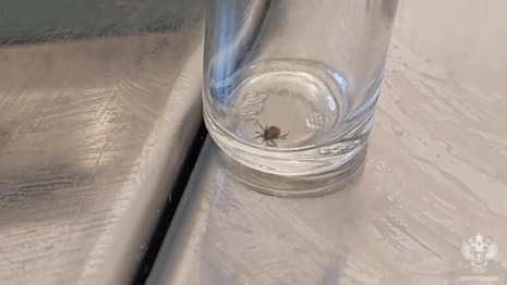 Во Владимирской области зафиксировали первый в 2026 году укус клеща