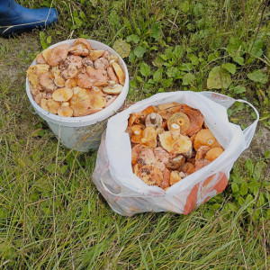 Рыжики, подберезовики и белые. Владимирские грибники похвастались уловом
