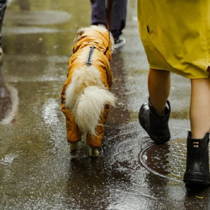 Владимирскую область накроют тропические ливни