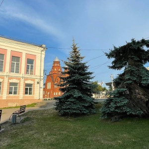 В мэрии Владимира рассказали, из-за чего лишилась макушки голубая ель в центре 