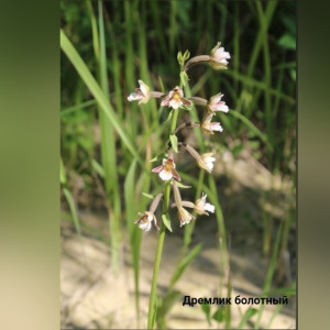 Во Владимирской области нашли три новых вида орхидей
