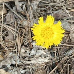 Во Владимире в марте расцвела мать-и-мачеха