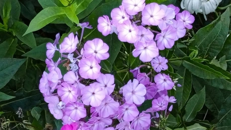 Прогноз погоды во Владимирской области на 8 августа