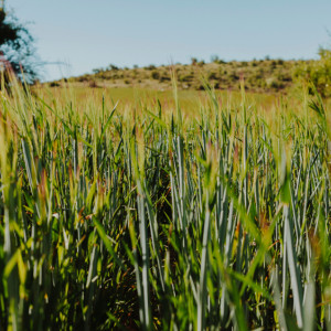Во Владимирской области земли для сельхознужд заросли сорняками и кустарниками