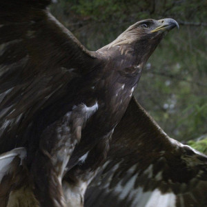 Во Владимирской области на волю выпустили краснокнижную птицу